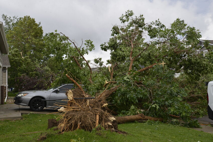 An uprooted tree in a neighborhood off Cresthill in Highlands Ranch following the June 22 tornado.
